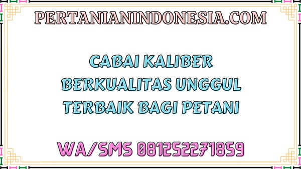 Cabai Kaliber Berkualitas Unggul Terbaik Bagi Petani